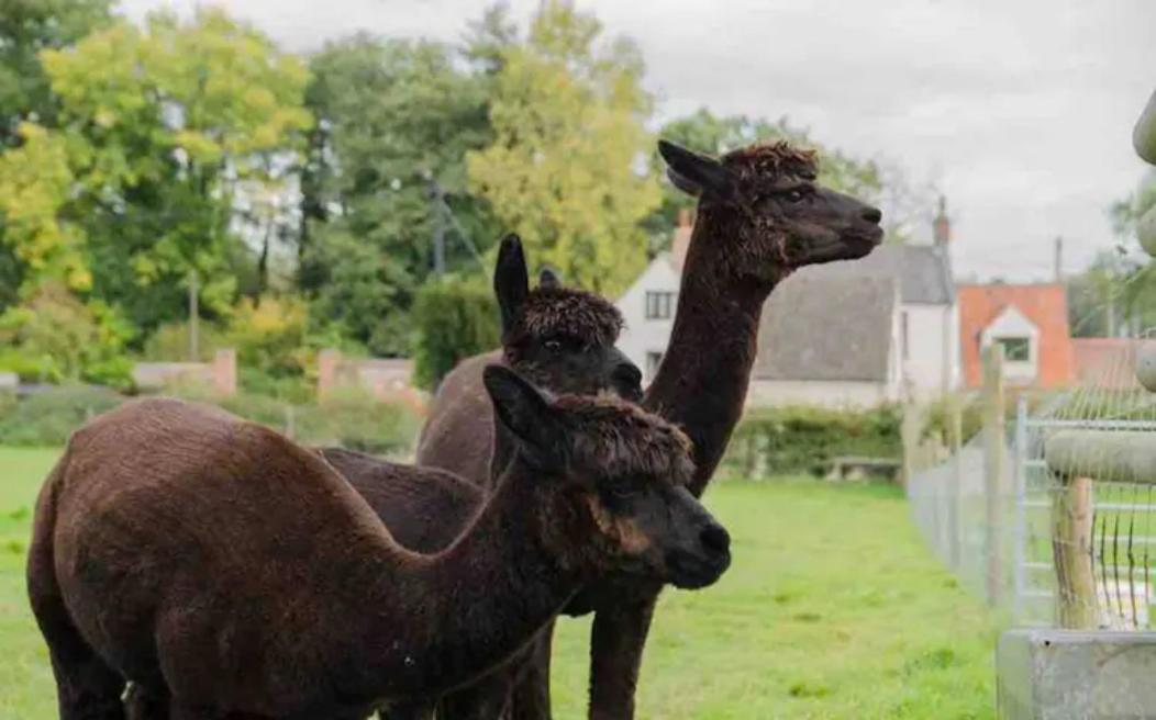 Cosy Pet Friendly Victorian Coachhouse Near Nature Walks On Norfolk Broads, With Fire Pit, Bbq & Alpacas Ranworth Exterior photo